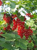 Kımızı Meyveli Frenk üzümü fidanı [Ribes]